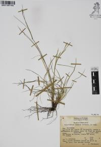 Sisyrinchium scabrum image